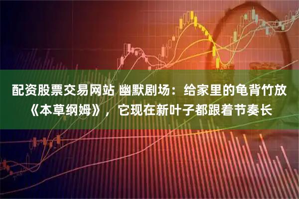 配资股票交易网站 幽默剧场：给家里的龟背竹放《本草纲姆》，它现在新叶子都跟着节奏长